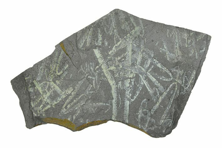 Fossil Graptolite (Didymograptus) Cluster - Wales #284957